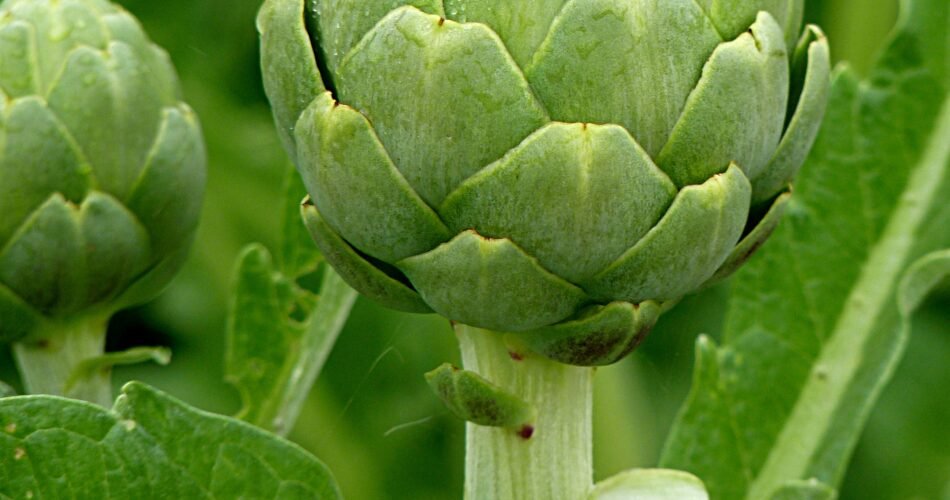 what does artichoke taste like