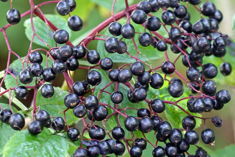 what does elderberry taste like