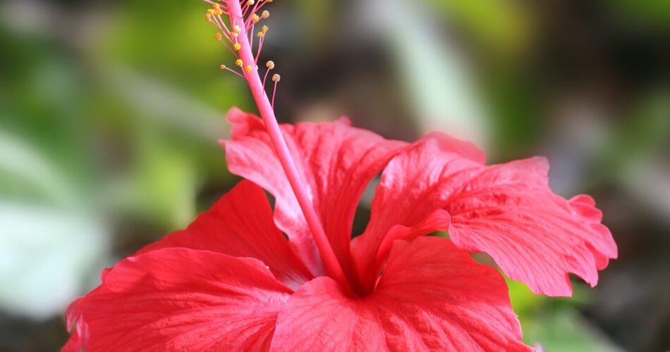 what does hibiscus taste like