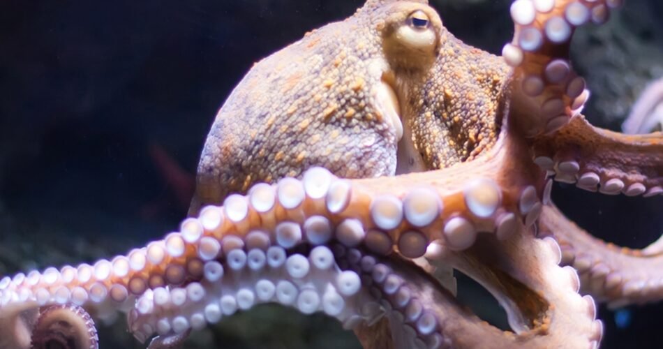 what does octopus taste like