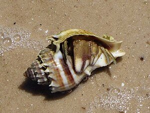 Conch for culinary uses