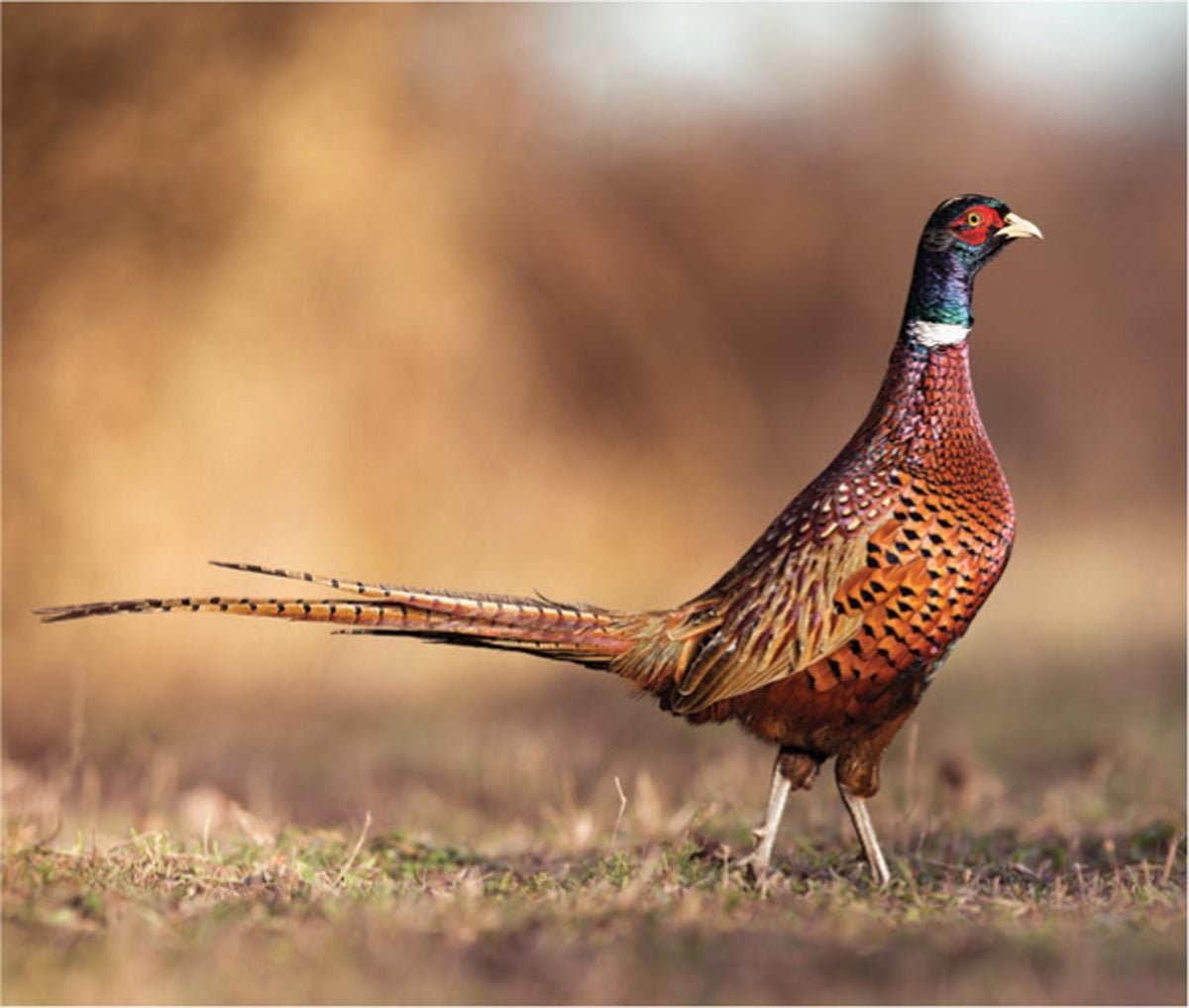 Pheasant health benefits