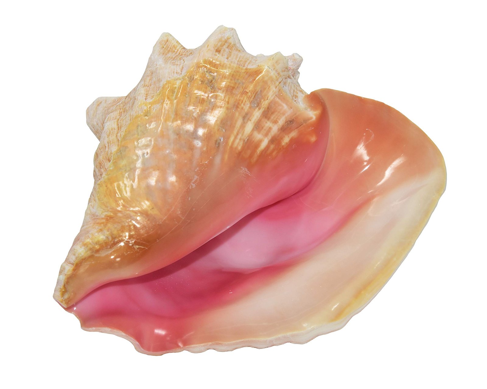 variations in taste of Conch