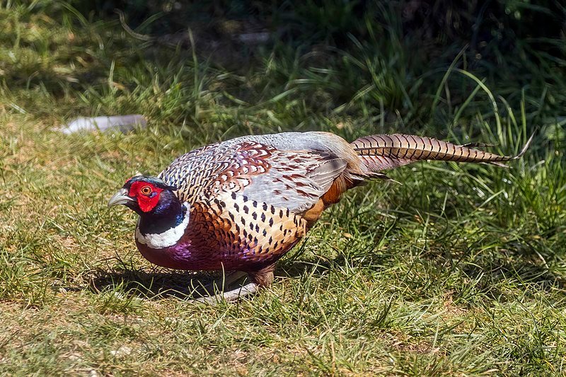 Pheasant for culinary uses