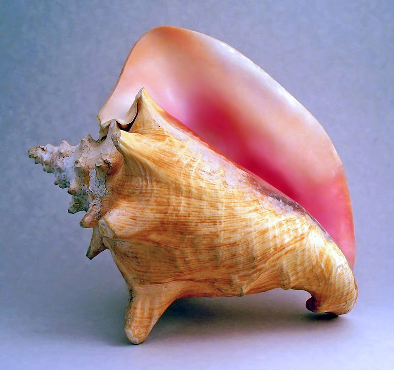 Conch and its different tastes