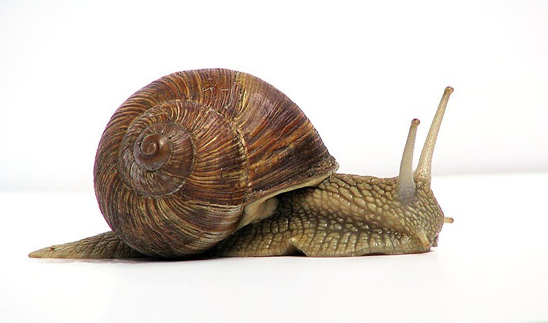 Snails and its different tastes