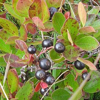 Huckleberries and its different tastes