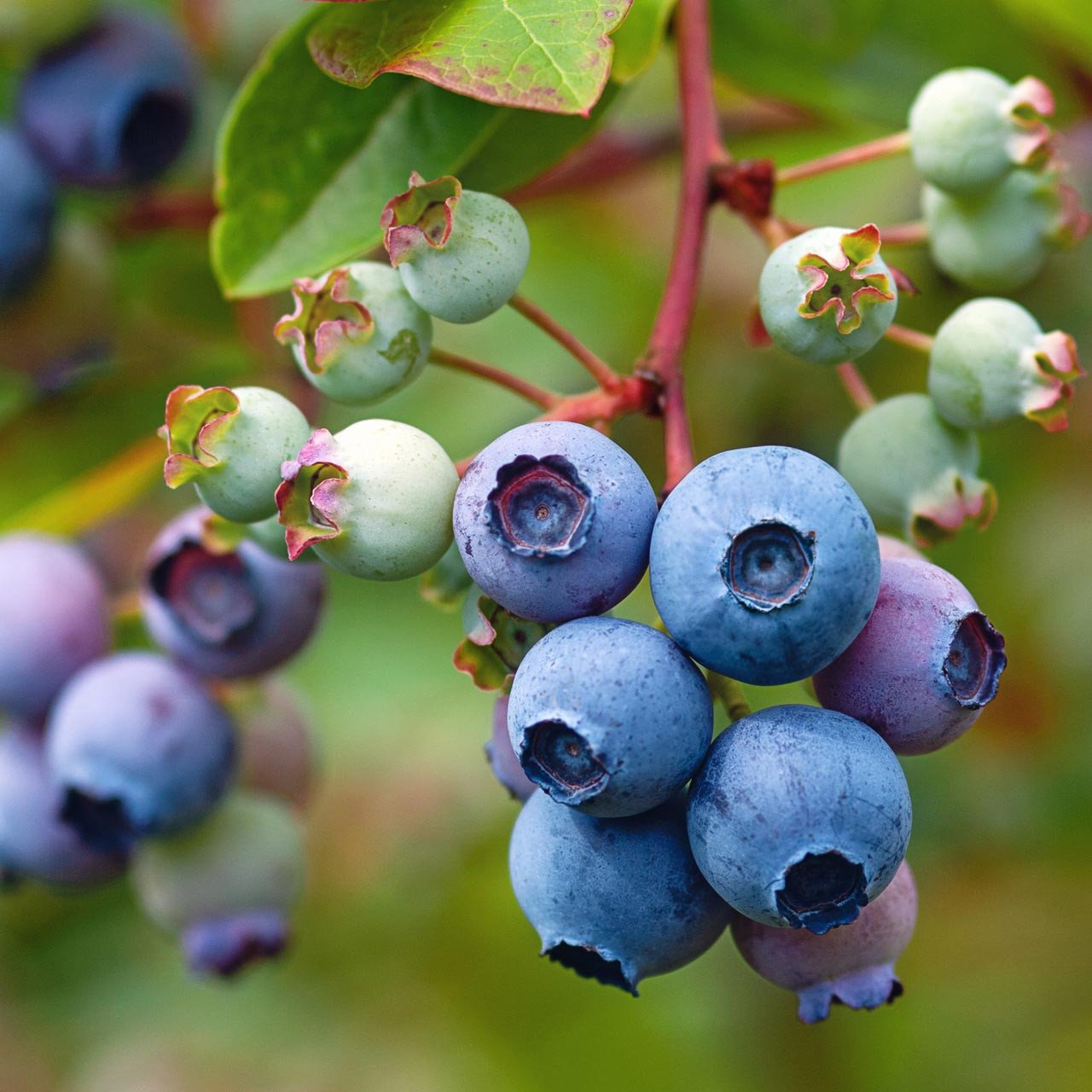 variations in taste of Huckleberries