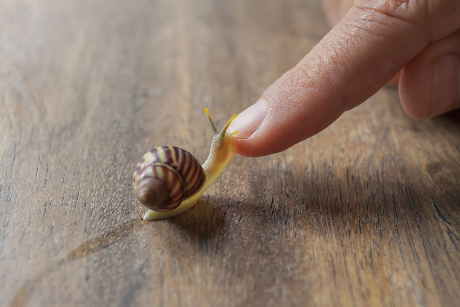 Snails health benefits