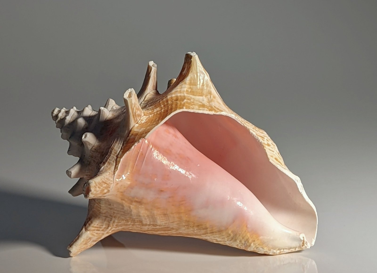 Conch health benefits