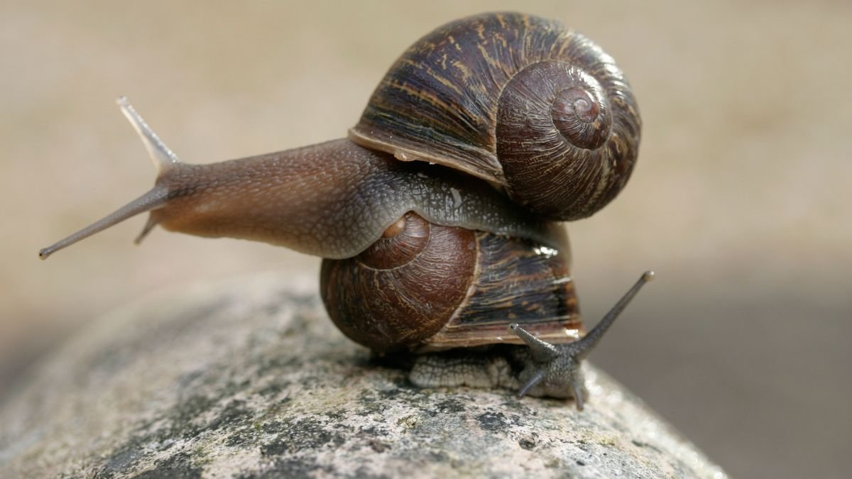 Snails for culinary uses