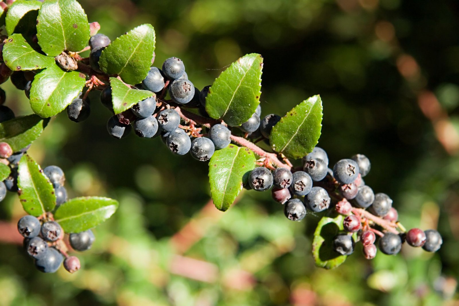 Huckleberries for culinary uses