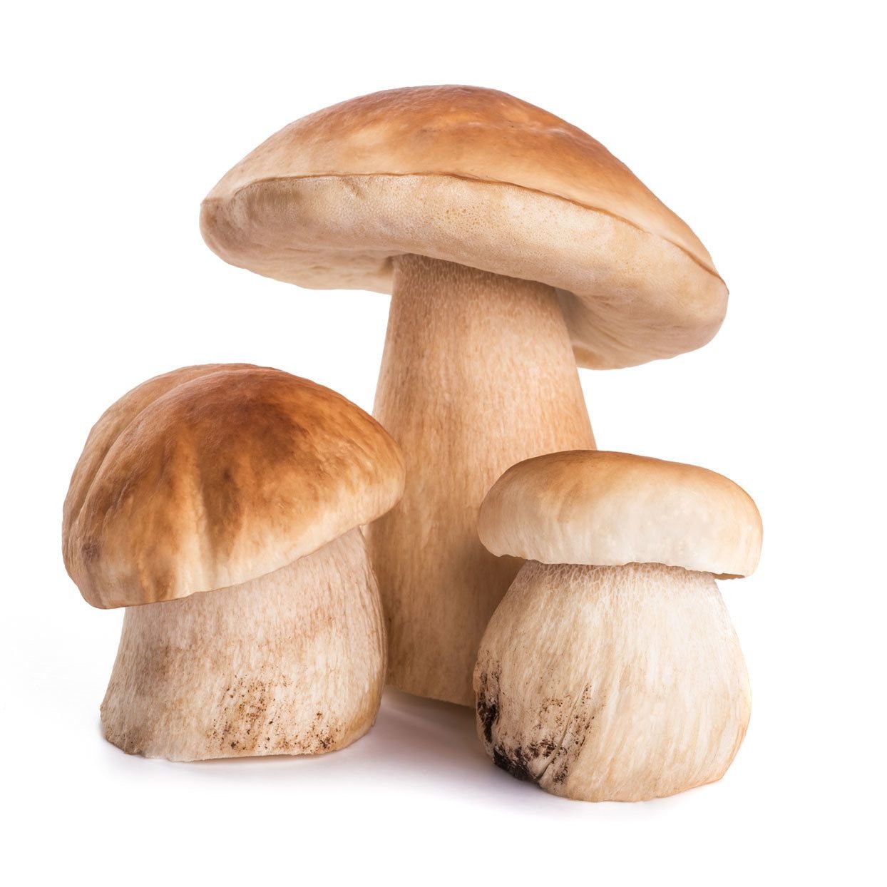 Mushrooms for culinary uses