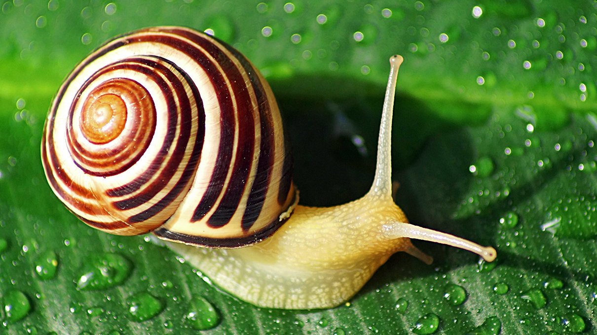 variations in taste of Snails