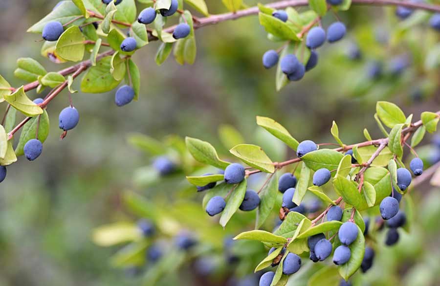 Huckleberries health benefits