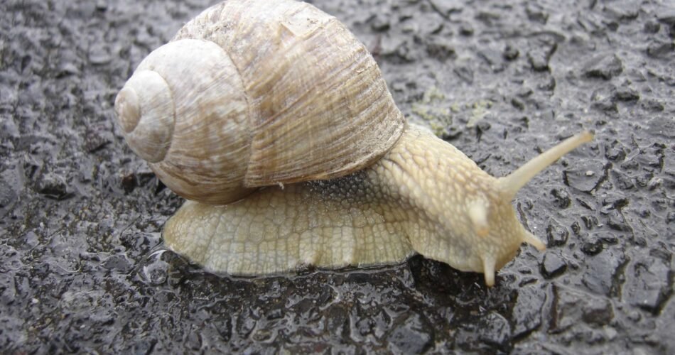 what do snails taste like