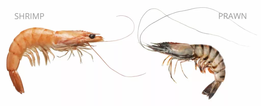 Shrimps and its different tastes